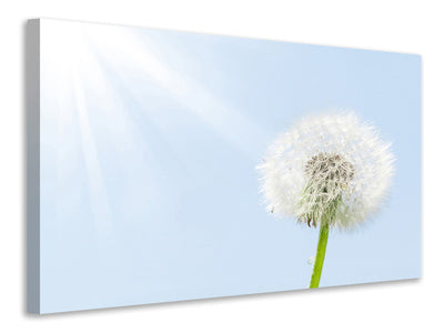 panoramic-3-piece-canvas-print-dandelion-in-sunbeam