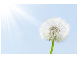 4-piece-canvas-print-dandelion-in-sunbeam