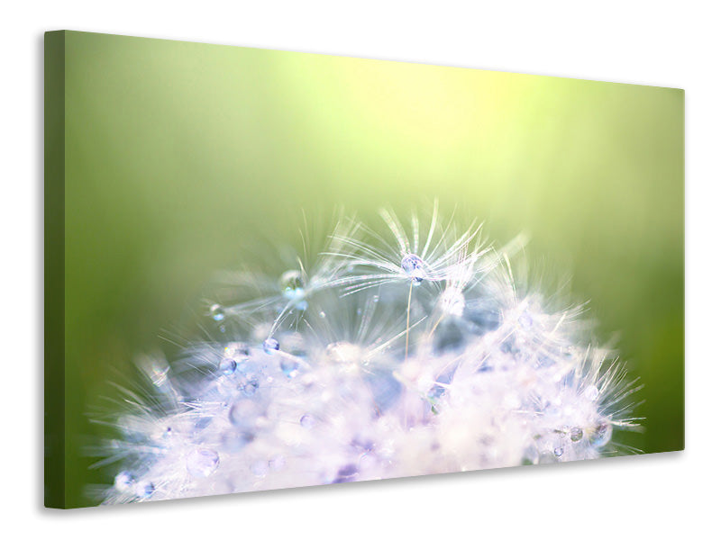 5-piece-canvas-print-dandelion-xl-in-morning-dew