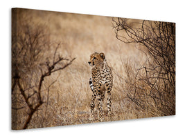 5-piece-canvas-print-elegant-cheetah