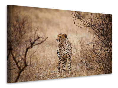 modern-4-piece-canvas-print-elegant-cheetah