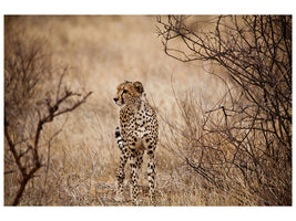 5-piece-canvas-print-elegant-cheetah