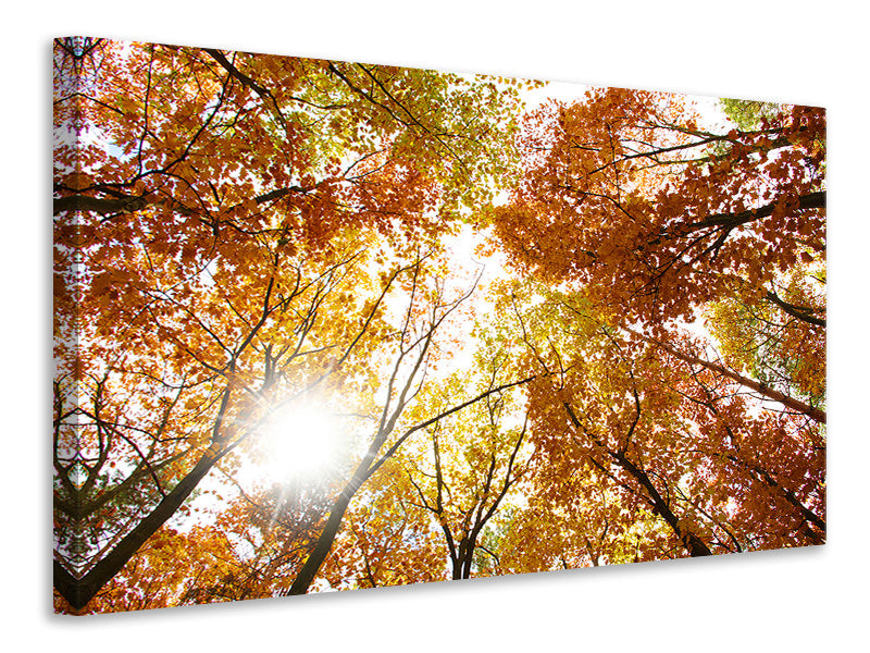 modern-4-piece-canvas-print-enlightened-autumn-trees