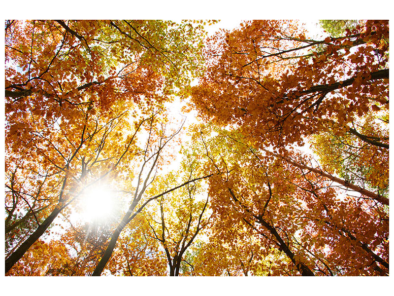 modern-4-piece-canvas-print-enlightened-autumn-trees