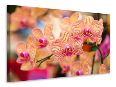 modern-3-piece-canvas-print-exotic-orchids