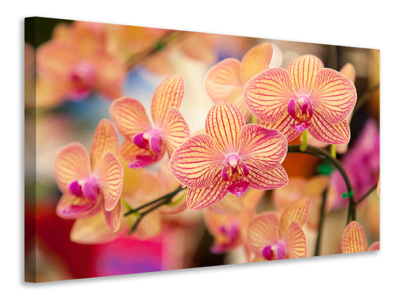 4-piece-canvas-print-exotic-orchids