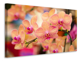 5-piece-canvas-print-exotic-orchids