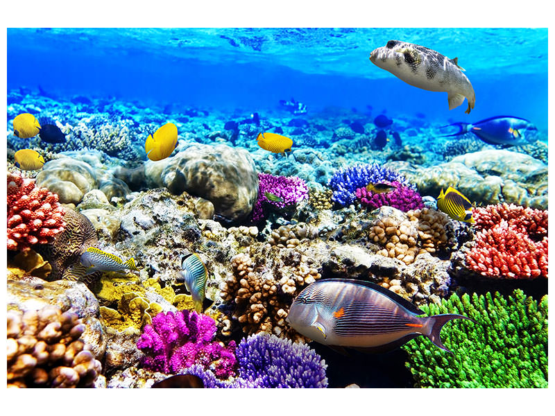 modern-4-piece-canvas-print-fish-aquarium