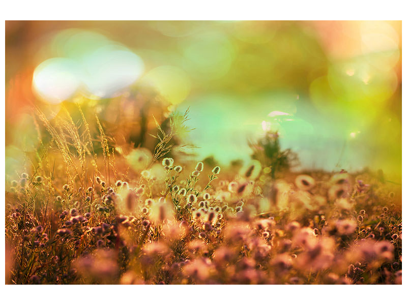 panoramic-3-piece-canvas-print-flower-meadow-at-twilight