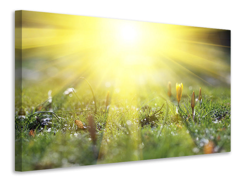 panoramic-3-piece-canvas-print-flowery-meadow