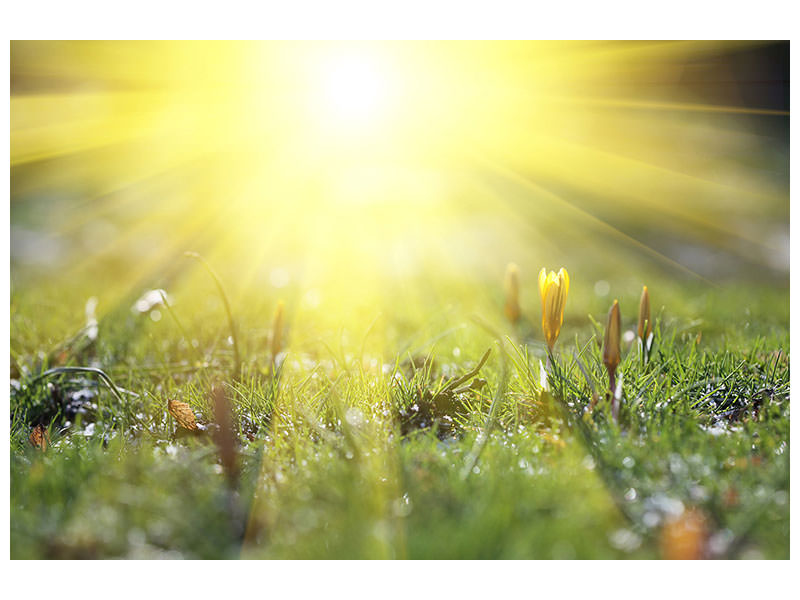 5-piece-canvas-print-flowery-meadow