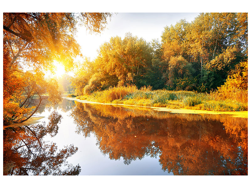 5-piece-canvas-print-forest-reflection-in-water