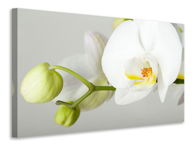 4-piece-canvas-print-giant-orchid
