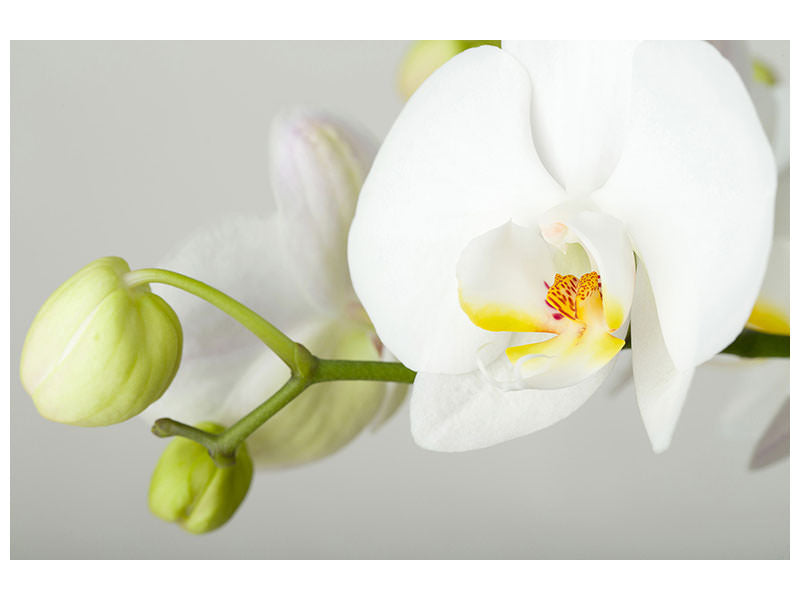 modern-4-piece-canvas-print-giant-orchid