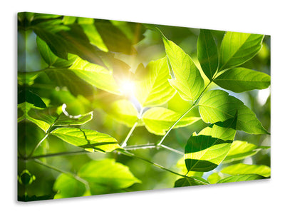 modern-4-piece-canvas-print-go-green