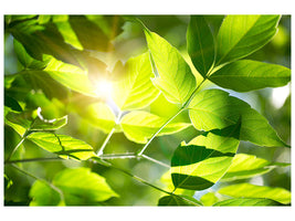 panoramic-canvas-print-go-green
