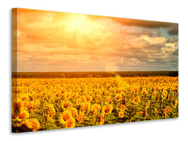 modern-4-piece-canvas-print-golden-light-sunflower