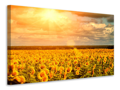 4-piece-canvas-print-golden-light-sunflower