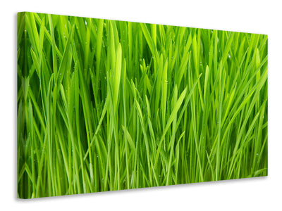 modern-3-piece-canvas-print-grass-in-morning-dew