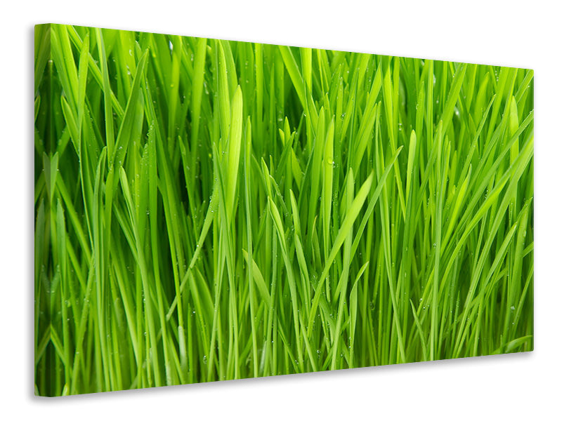 4-piece-canvas-print-grass-in-morning-dew