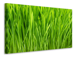 5-piece-canvas-print-grass-in-morning-dew