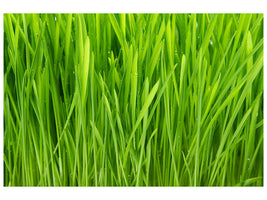 panoramic-canvas-print-grass-in-morning-dew