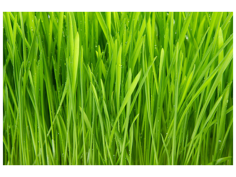 modern-4-piece-canvas-print-grass-in-morning-dew