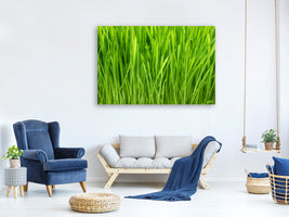5-piece-canvas-print-grass-in-morning-dew