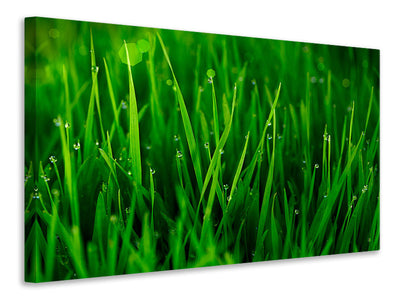panoramic-canvas-print-grass-with-morning-dew