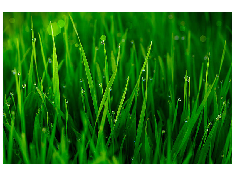 5-piece-canvas-print-grass-with-morning-dew