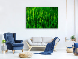 panoramic-3-piece-canvas-print-grass-with-morning-dew