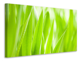 modern-4-piece-canvas-print-grass-xxl