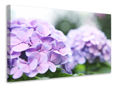 panoramic-3-piece-canvas-print-hydrangeas