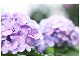 4-piece-canvas-print-hydrangeas