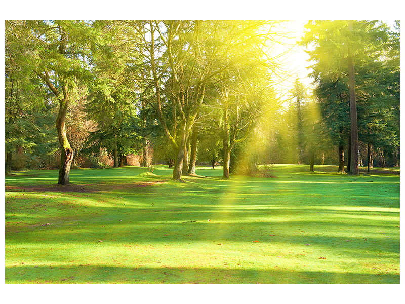 modern-4-piece-canvas-print-in-the-park
