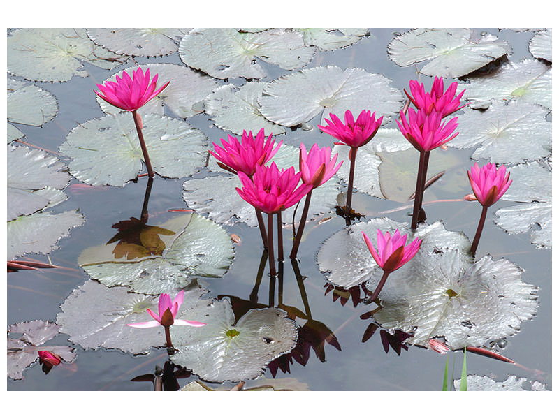 modern-4-piece-canvas-print-jump-in-the-lily-pond