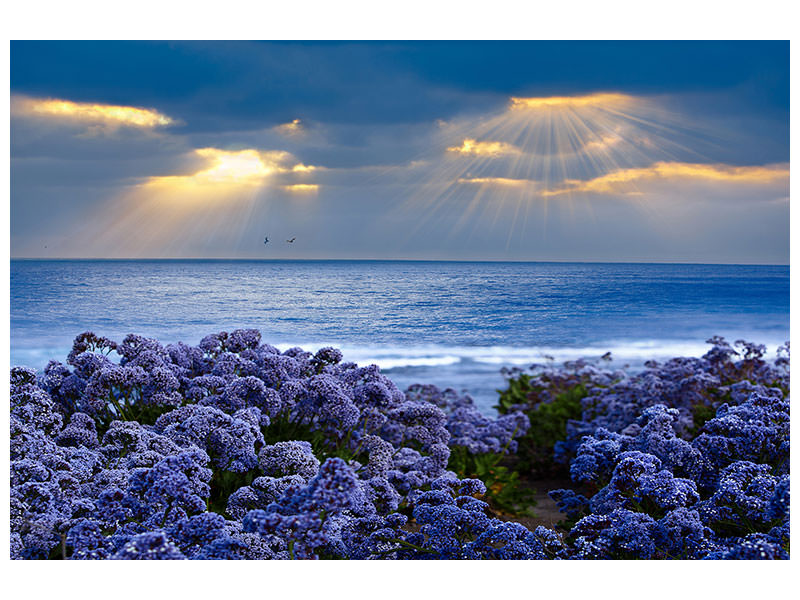 modern-4-piece-canvas-print-lavender-and-sea