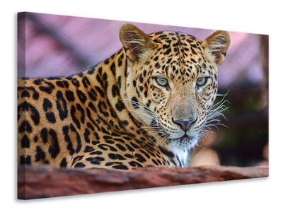 4-piece-canvas-print-leopard