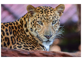4-piece-canvas-print-leopard