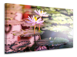 5-piece-canvas-print-lilies-in-pond