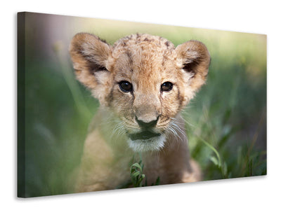modern-3-piece-canvas-print-lion-baby