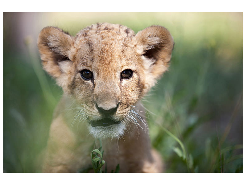 5-piece-canvas-print-lion-baby