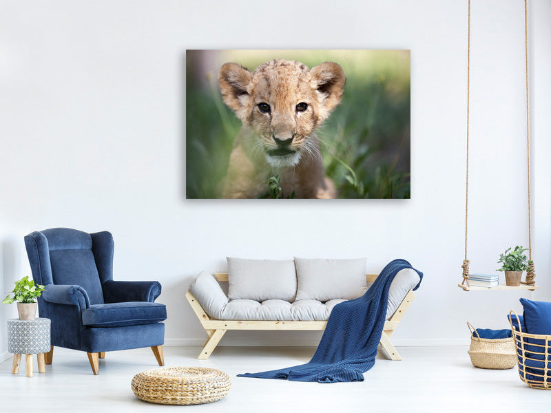 4-piece-canvas-print-lion-baby