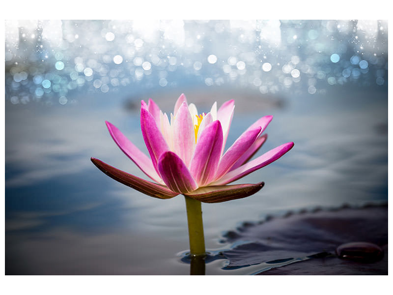 5-piece-canvas-print-lotus-in-the-morning-dew