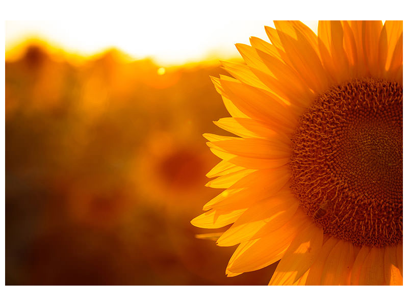 modern-4-piece-canvas-print-macro-sunflower