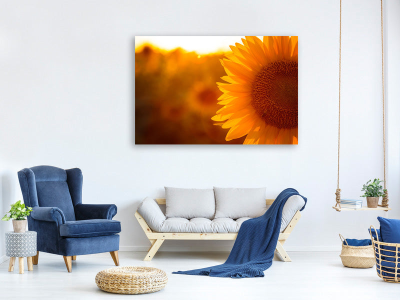 modern-4-piece-canvas-print-macro-sunflower