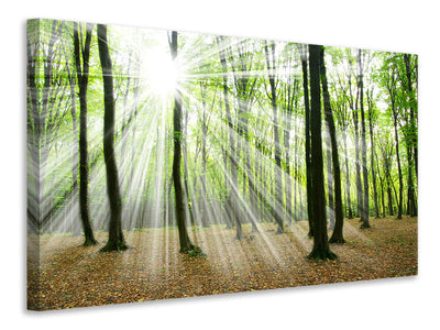 3-piece-canvas-print-magic-light-in-the-trees