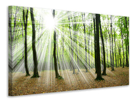 4-piece-canvas-print-magic-light-in-the-trees