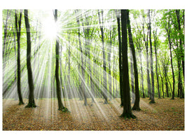 panoramic-canvas-print-magic-light-in-the-trees