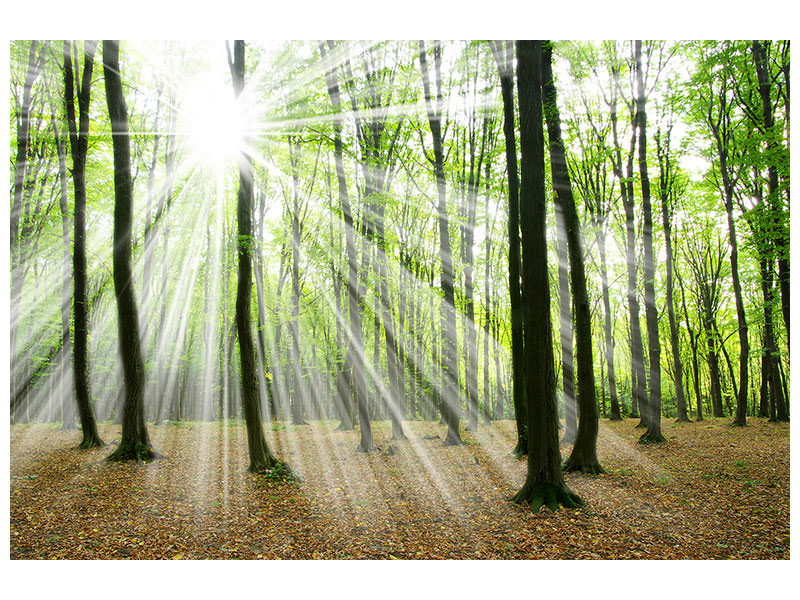 panoramic-canvas-print-magic-light-in-the-trees